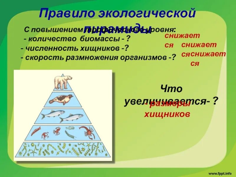 Согласно правилу пирамиды чисел. Пирамида чисел биомассы и энергии. Пирамиды численности биомассы и энергии. Экологические пирамиды численности биомассы энергии. Экологические пирамиды пирамида биомасс.