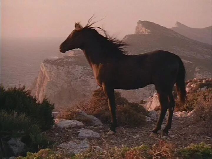 Черный конь песня. Лошадь Мустанг иноходец. Конь на обрыве.