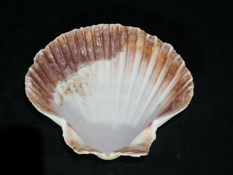 Ракушка новосибирск. Морская ракушка fusitriton oregonensis. Красивые ракушки. Ракушка новосибирск. Коллекция ракушек.
