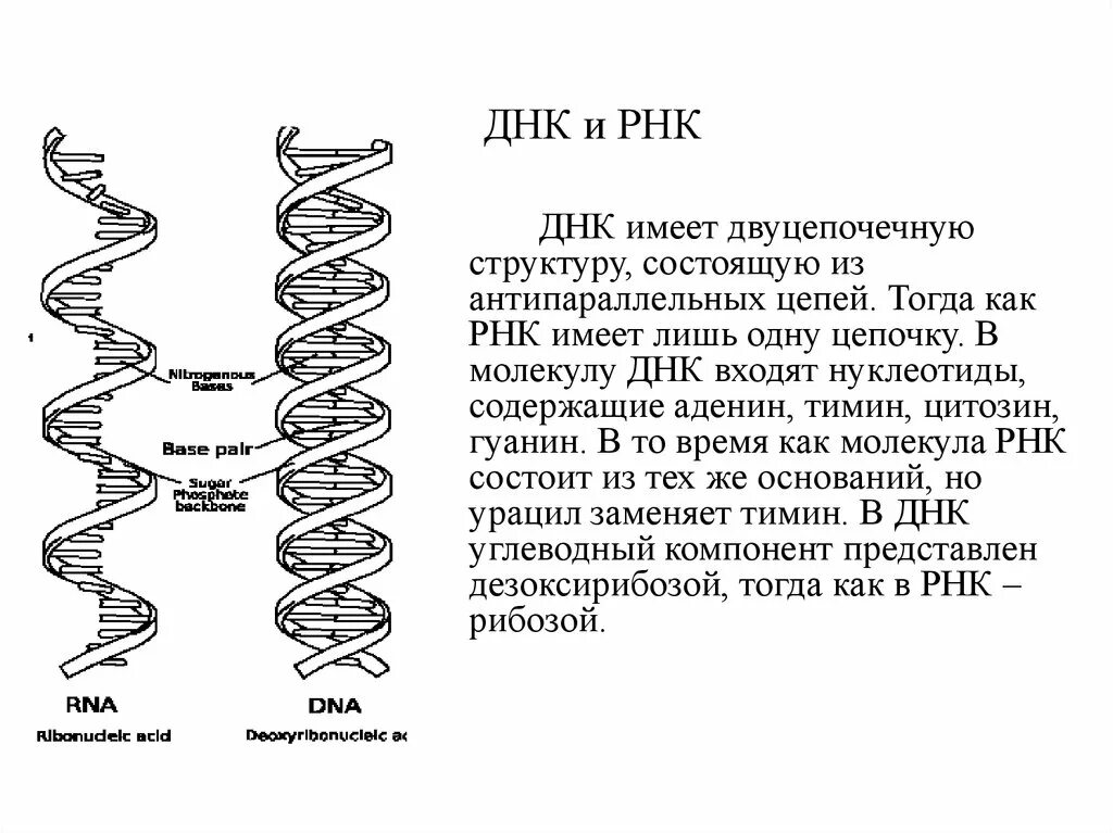 Строение молекулы ДНК И РНК. Как расшифровывается ДНК И РНК. Структура ДНК И РНК. Расшифровка молекулы ДНК.