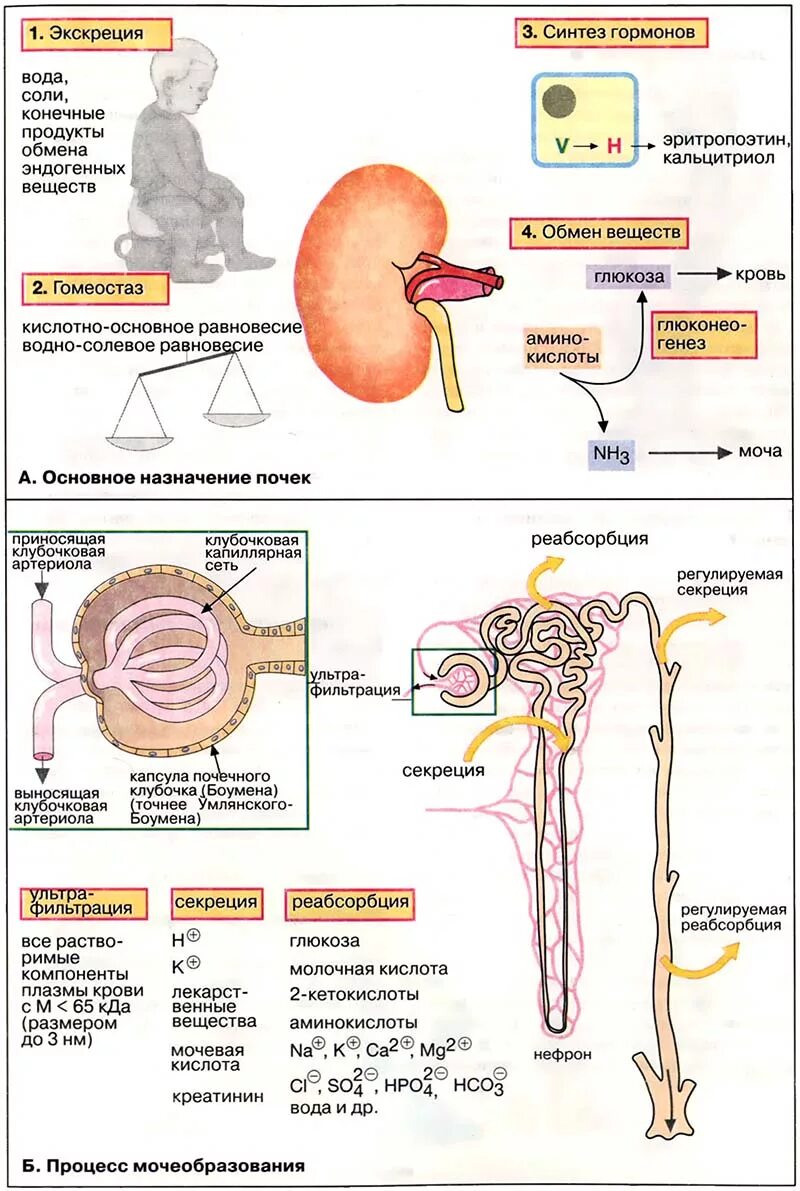 процесс работы почек. как работают почки у человека. физиологические функции почек. строение почки человека егэ по биологии. механизмы образования мочи: фильтрация, реабсорбция.