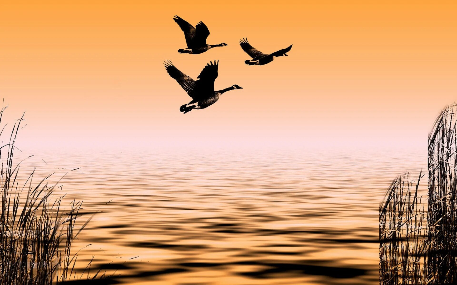 Птицы над озером. Птицы улетают. Живопись птицы улетают. Утки на закате.