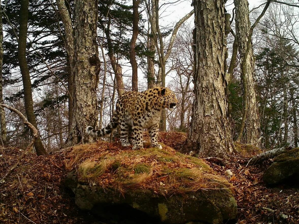 Какие животные обитают в лесах приморья. Какие животные обитают в лесах приморья. Национальный парк «земля леопарда» (приморье). Центральный сихотэ-алинь гималайский медведь. Национальный парк "земля леопарда" рысь.