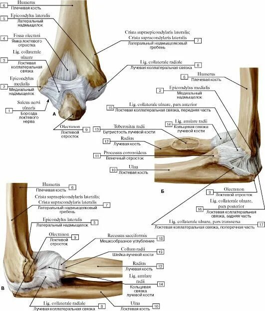 Связочный аппарат локтевого сустава анатомия. Локтевой сустав строение связки. Кости локтевого сустава анатомия. Локтевой сустав костная анатомия строение. Соединения локтевой кости