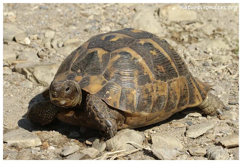 Средиземноморская черепаха описание. Средиземноморская черепаха Testudo Graeca. Среднеазиатская черепаха. Среднеазиатская черепаха и Средиземноморская. Среднеазиатская Степная черепаха.