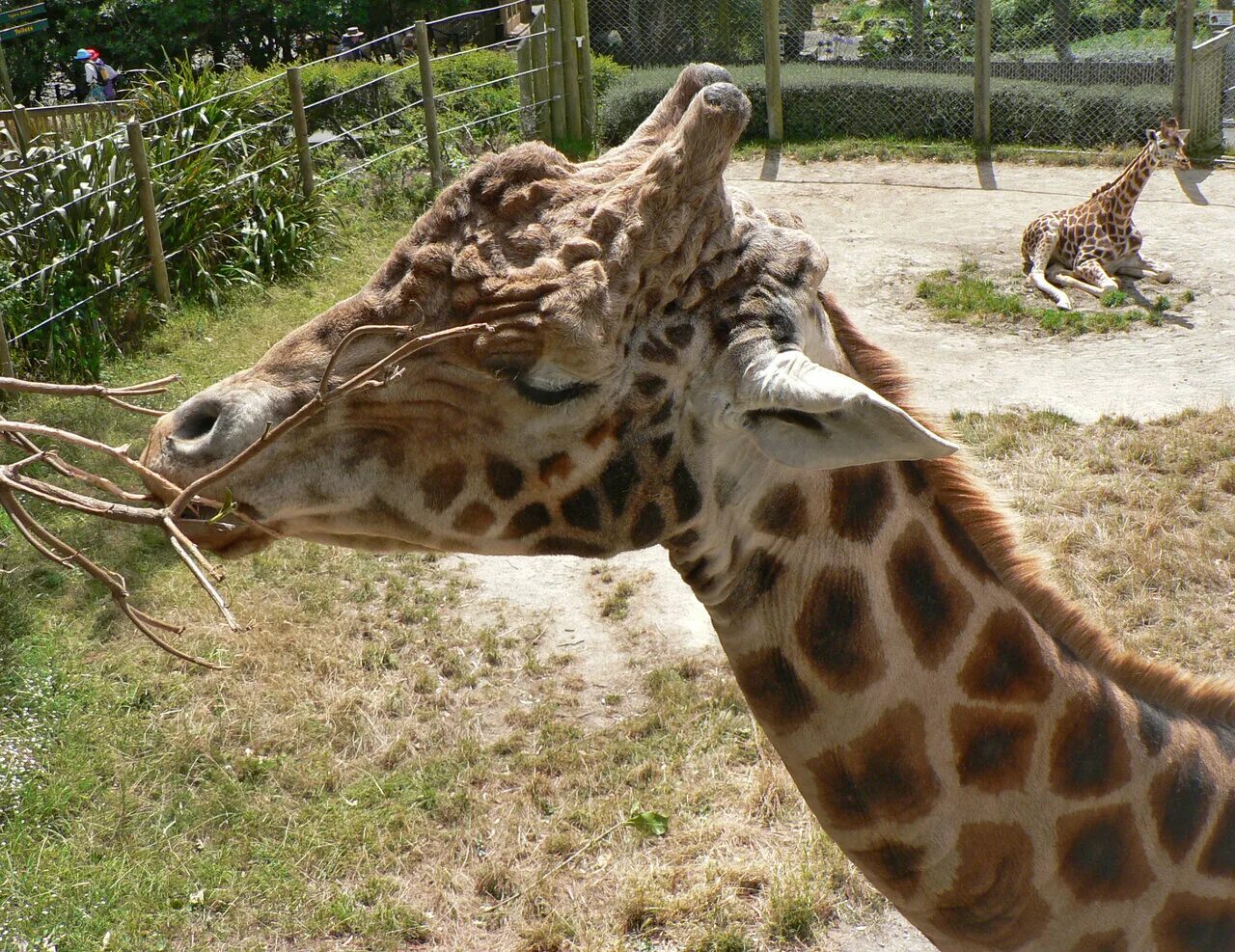 Оклендский зоопарк окленд. Кейптаун сафари. Сафари парк в найроби. Зоопарк енотия измайлово. Зоопарк рядом со мной.