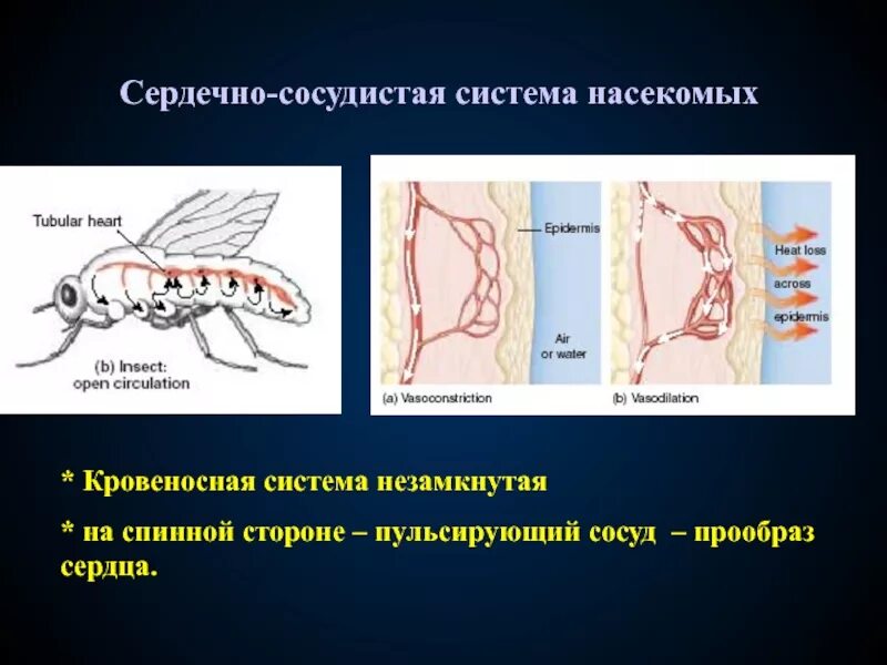 Кровеносная система насекомых незамкнутая. Класс насекомые кровеносная система. Особенности кровеносной системы насекомых