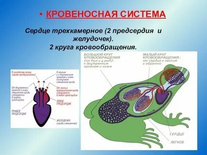 Сколько кругов кровообращения у головастика