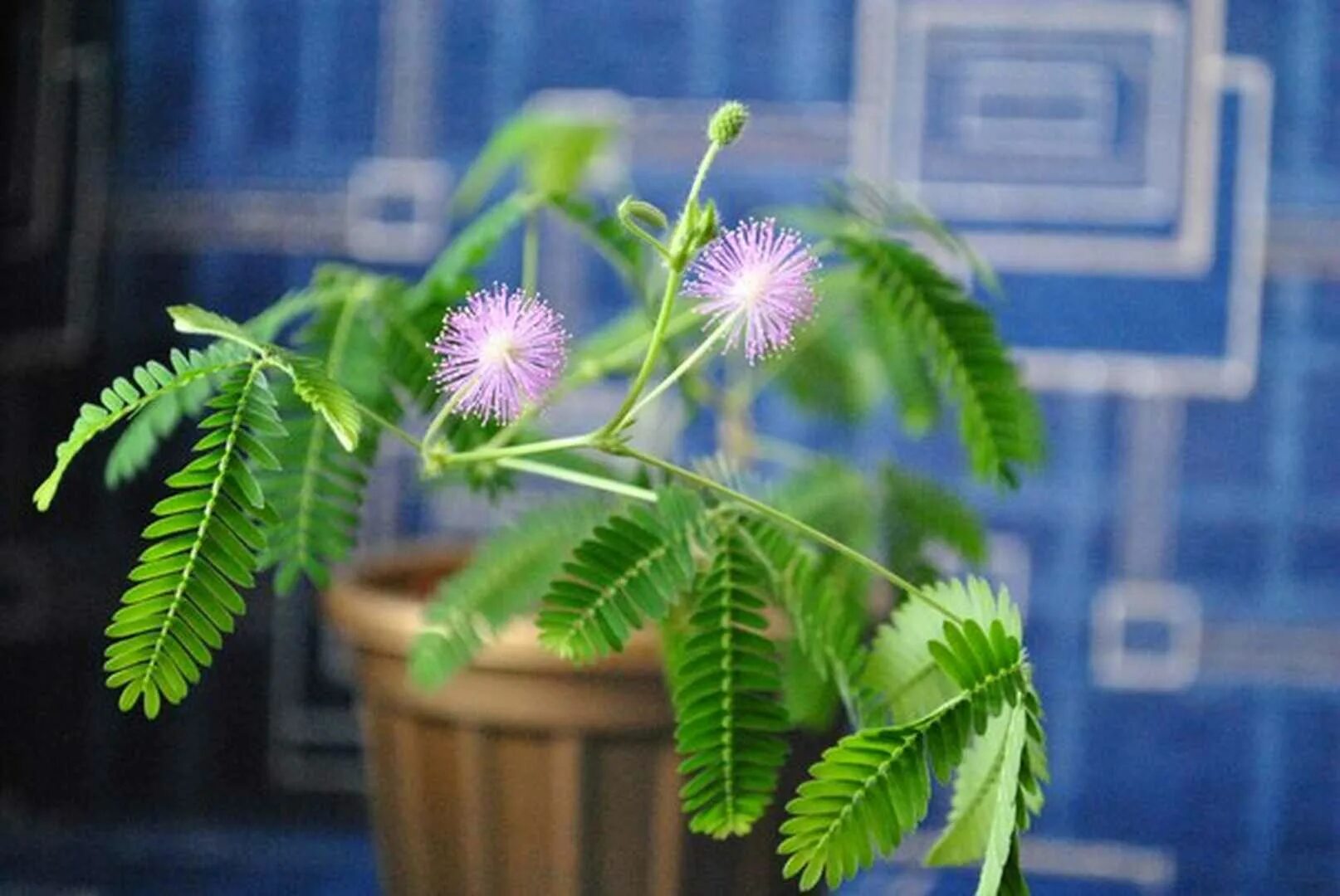 Мимоза стыдливая. Цветок Мимоза стыдливая. Мимоза стыдливая дерево. Mimosa pudica (Мимоза).