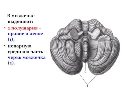 Нижняя мозжечковая ножка