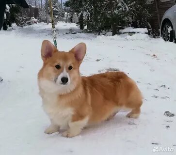 Корги купируют
