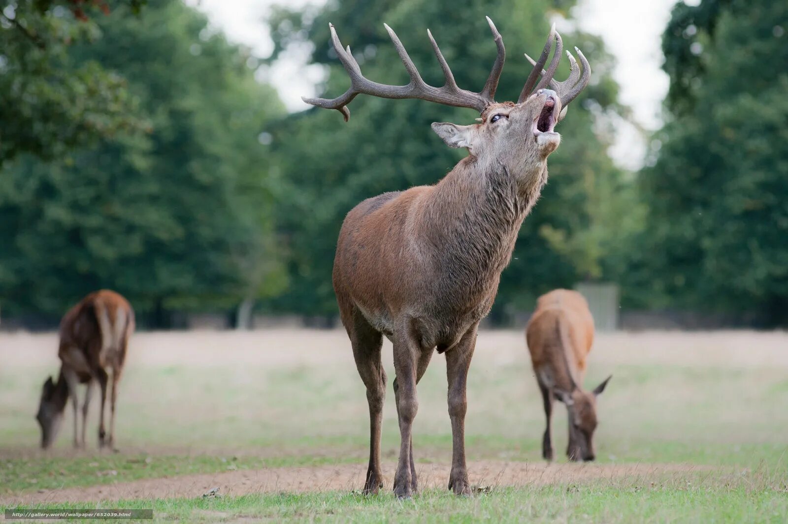 антилопа дзерен. олень парнокопытное или непарнокопытное. аскания нова животные. копытные животные. парнокопытные млекопитающие жвачные.