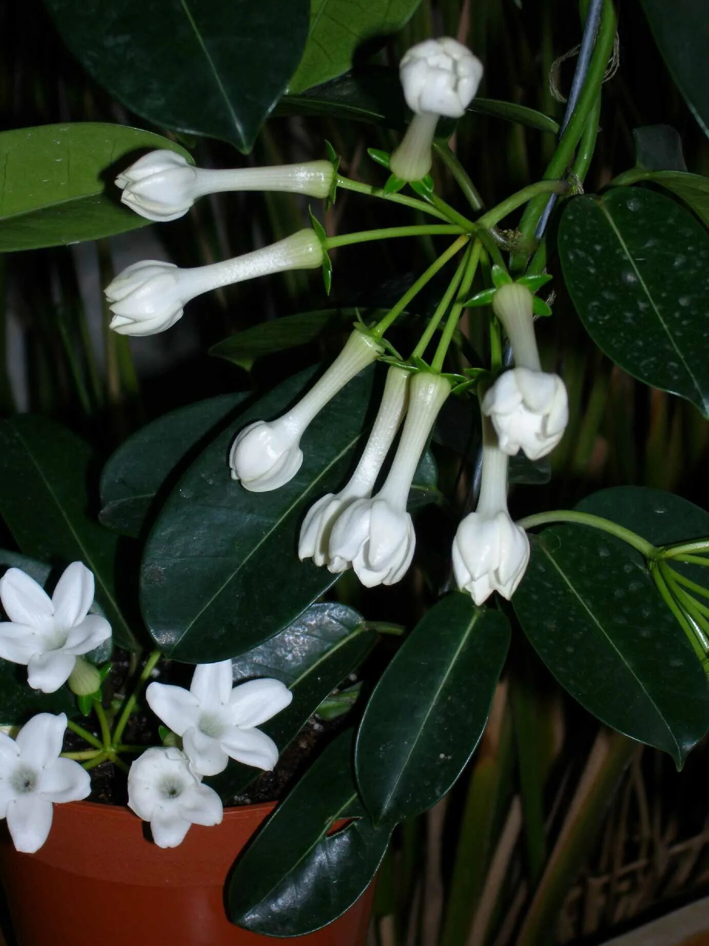 Стефанотис мадагаскарский. Стефанотис (марсдения). Стефанотис stephanotis