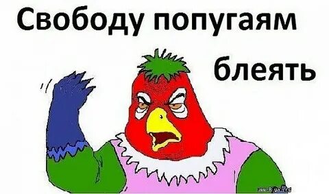 Свободу попугаю