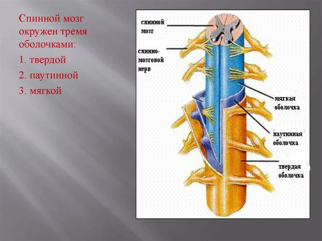 В какую систему органов входит спинной мозг. Спинной мозг морфология оболочки. Оболочки спинного мозга биология 8 класс. Строение оболочек спинного мозга. Спинной мозг окружен 3 оболочками.