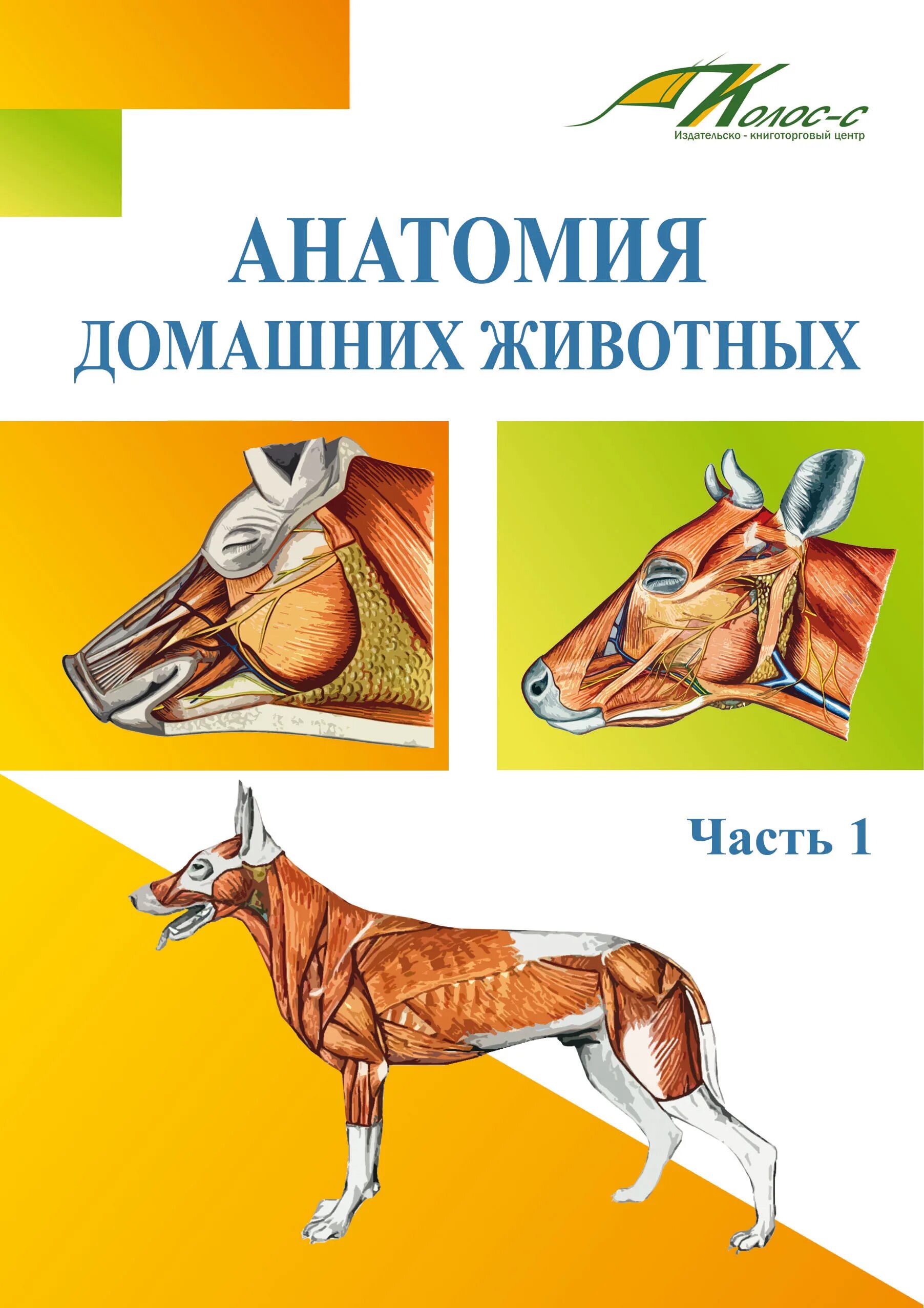 Анатомия животных учебное пособие. Анатомия животных учебное пособие