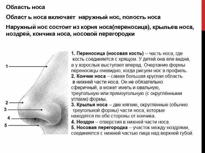 Почему нос назвали носом. Название частей носа. Составные части носа. Наружный нос части.