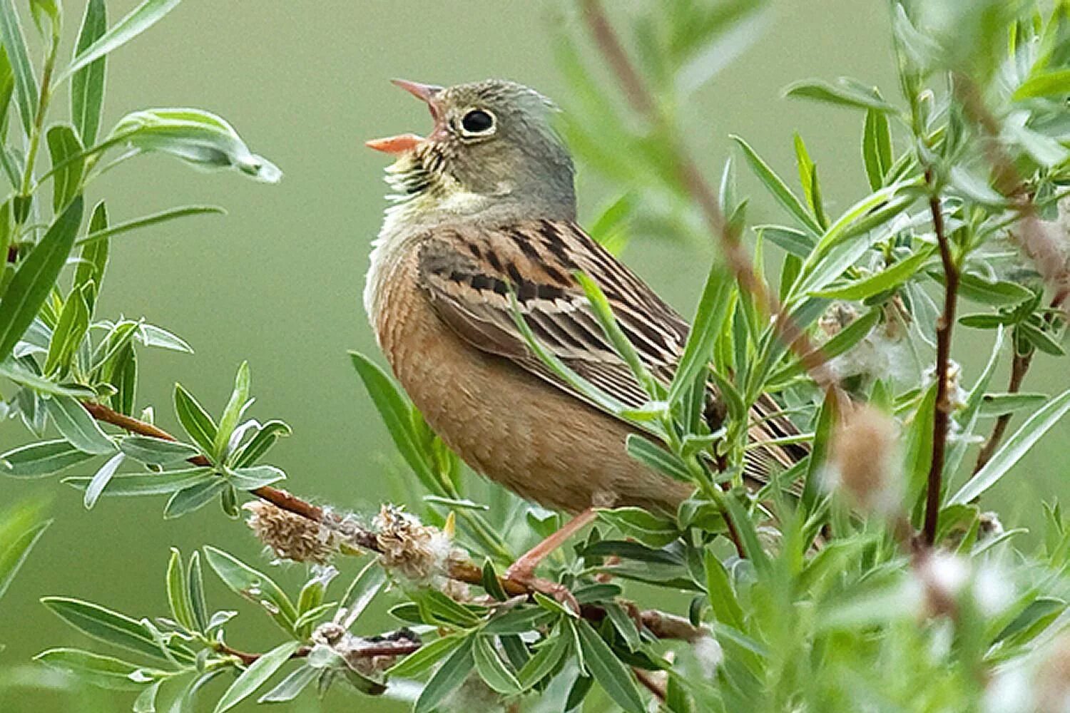 Звук bird. Певчие птицы. Птички щебечут. Птицы в кустах. Кустарники для птиц.