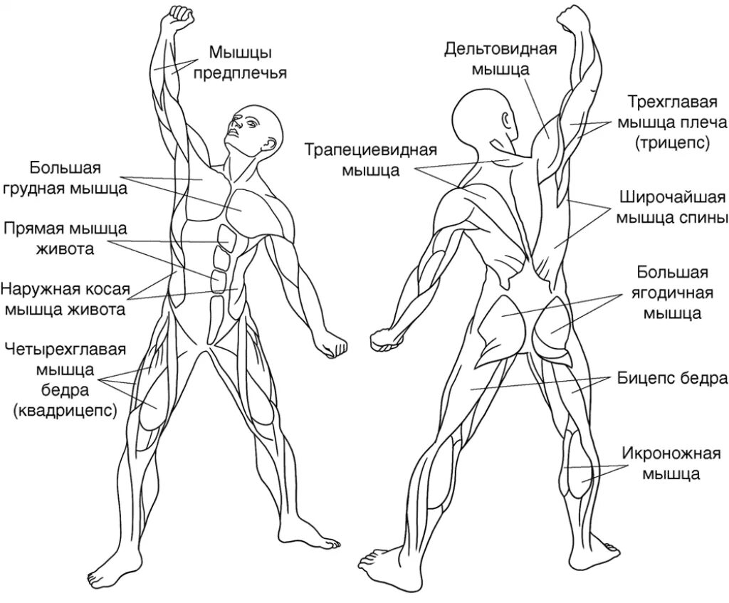 Основные мышцы для развития. Схема триггерных точек на теле человека. Мышцы человека. Группы мышц схема. Мышцы человека схема.