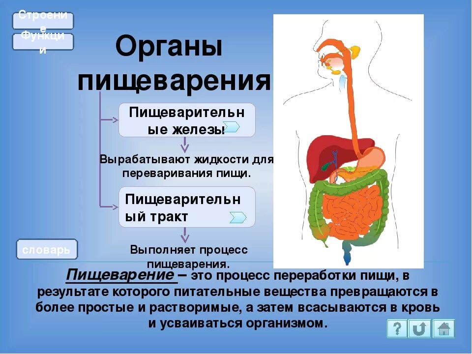 Улучшение процесса пищеварения. Здоровое пищеварение. Схема переваривания пищи по пищеварительному тракту. Ферментативные препараты улучшающие пищеварение. Для улучшения пищеварения.