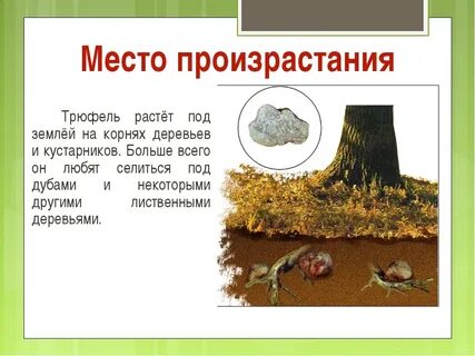 Трюфель грибы где растет