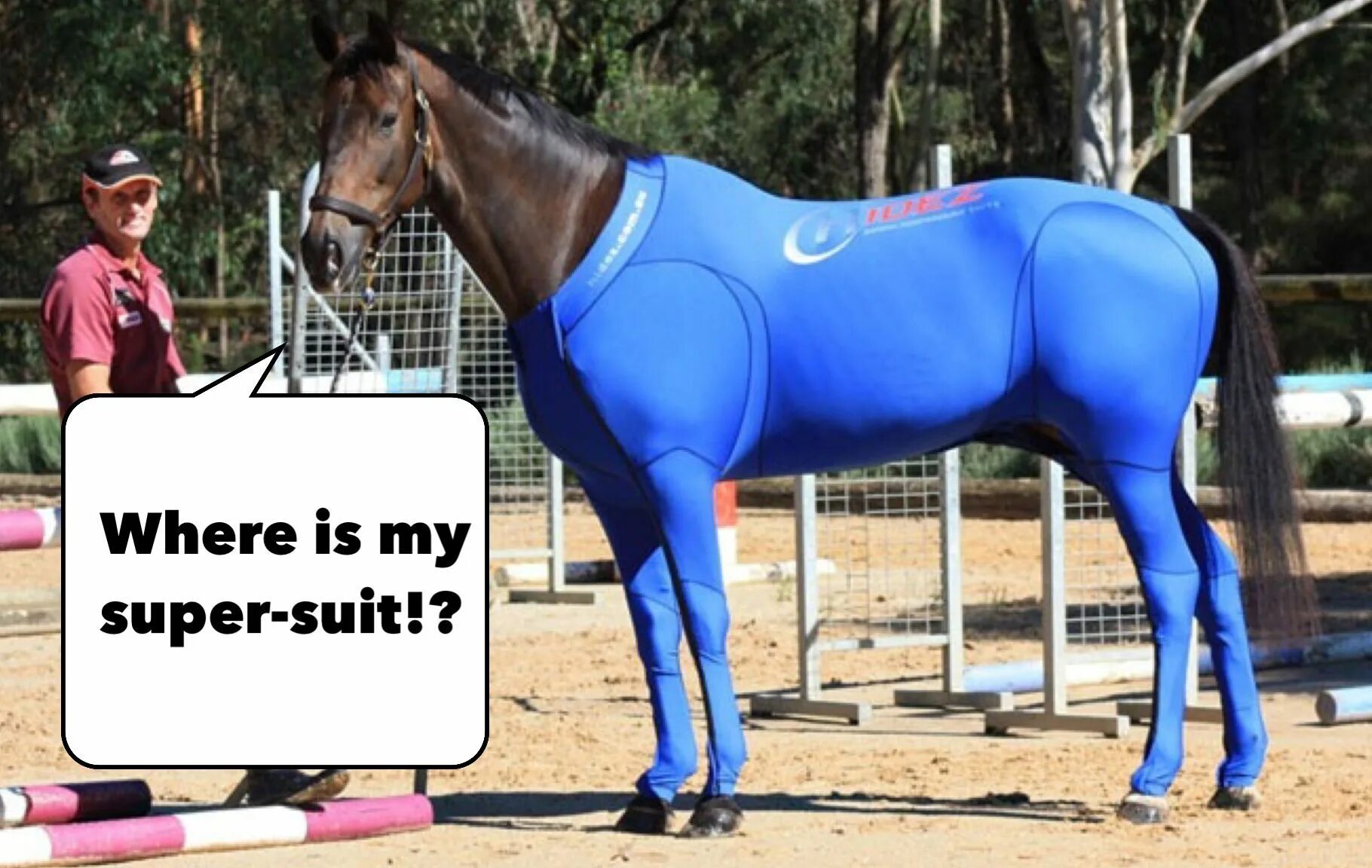 Муж привел коня. Бельгийский мерин Биг Джейк. Конь в спортивках. Лошадь в штанах. Компрессионные для лошади.