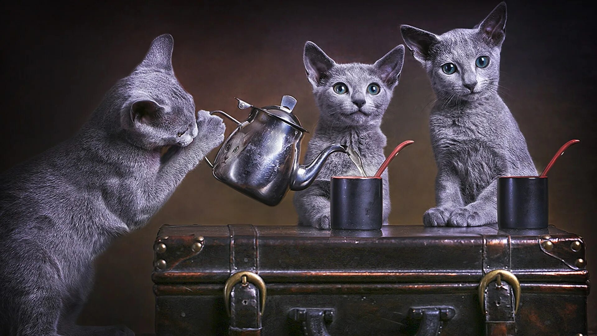 Кот тремот. Три кошки. Котик пьет чай. Котята пьют чай. Чаепитие котят.