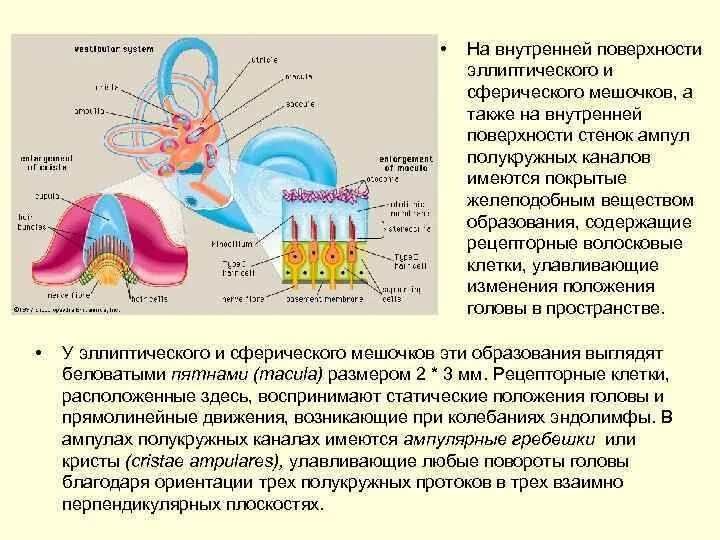 А также внутренней поверхности