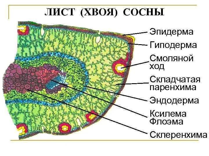 Ткань хвойных. Строение хвоинки сосны. Поперечный разрез хвоинки сосны обыкновенной. Анатомическое строение хвоинки сосны. Поперечный срез листа сосны под микроскопом.