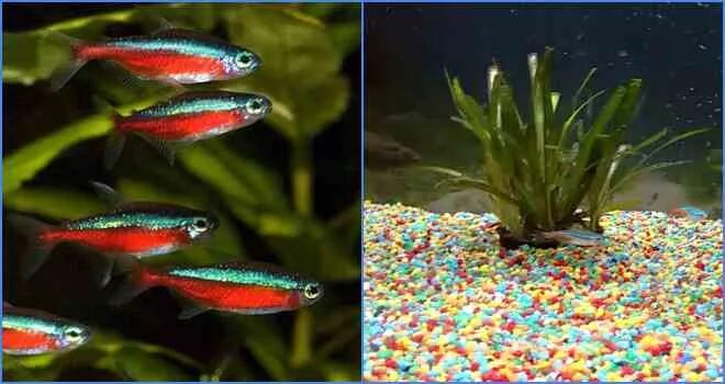 Неоны рыбки нерест. Беременная рыбка неон. Рыбки неоны и данио. Зеленый неон костелло. Неоны нерест.