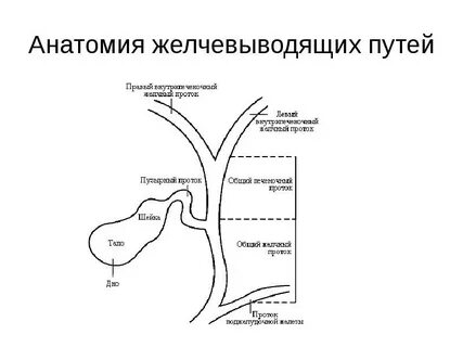 Желчевыводящая система печени