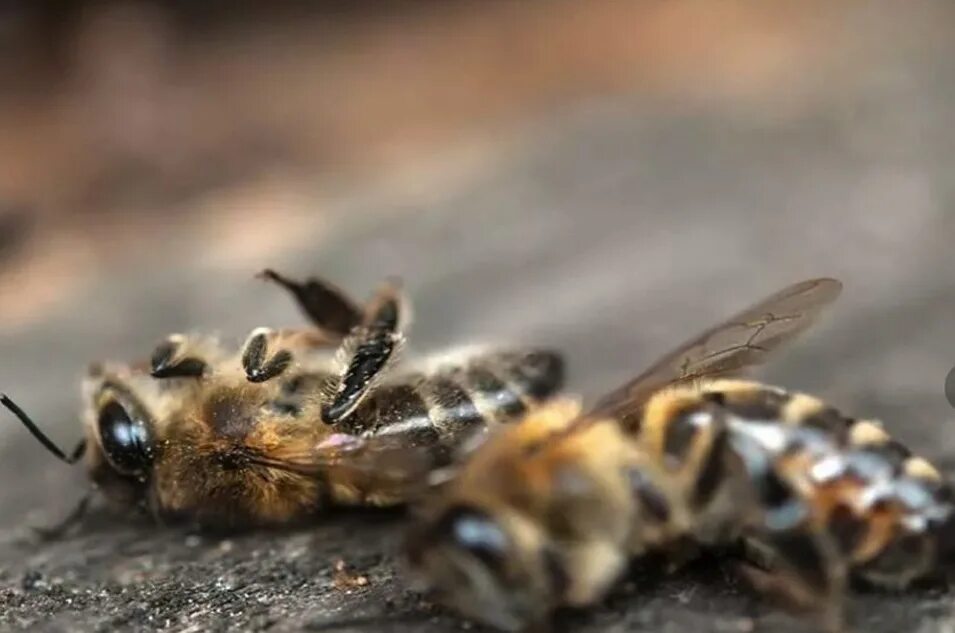 Пчелы гибнут. Гибель пчел. Трудолюбивая пчела. Рабочая пчела. Вымирание пчел.
