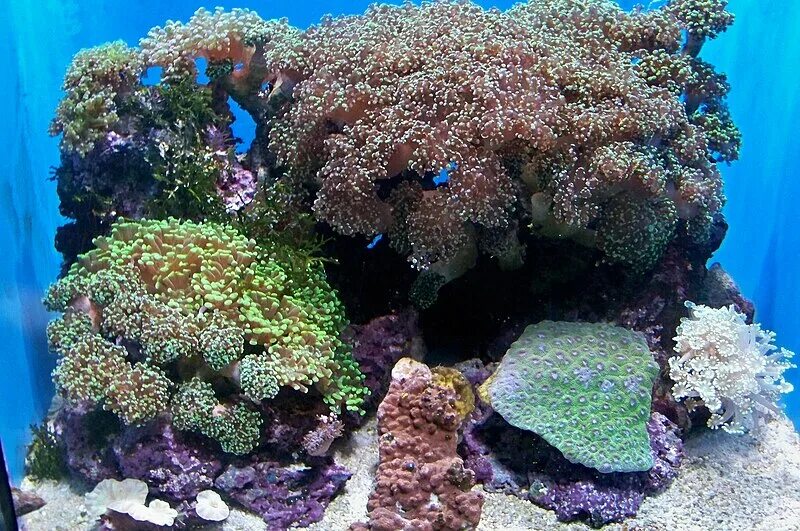 Marine aquarium. Морской аквариум коралл кавулярпия. Растения морские для морского аквариума. Морской аквариум Мичигана. Композиция из живых камней в морском аквариуме.
