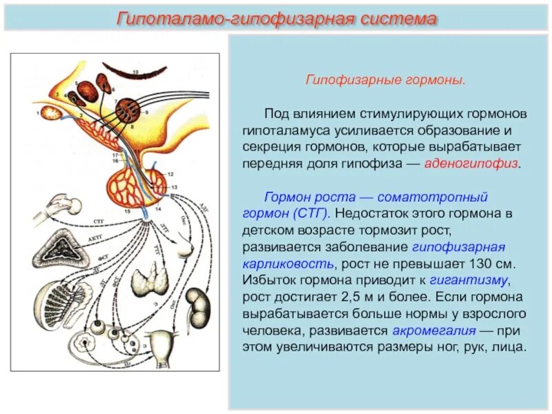 Какой гормон вырабатывает рост. Гипофиз гормоны соматотропный (гормон роста). Образование и секреция гормонов. Гипоталамо-гипофизарная система. Соматотропный гормон передней доли гипофиза.