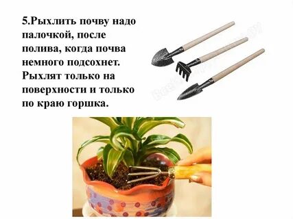 Сообщение роль рыхления для растений