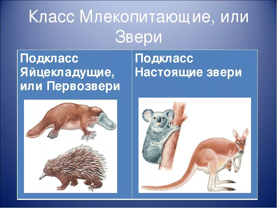 Главные отличия млекопитающих. Класс млекопитающие. Разнообразие млекопитающих. Млекопитающие звери. Класс млекопитающие представители.