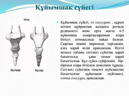 Артқы жағындағы порно фото