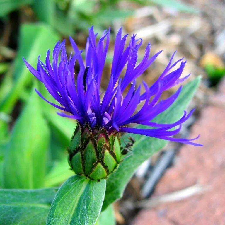 Василек мухина. Василек горный (Centaurea Montana). Астровидный Василек. Василек горный многолетний синий. Василёк Луговой.