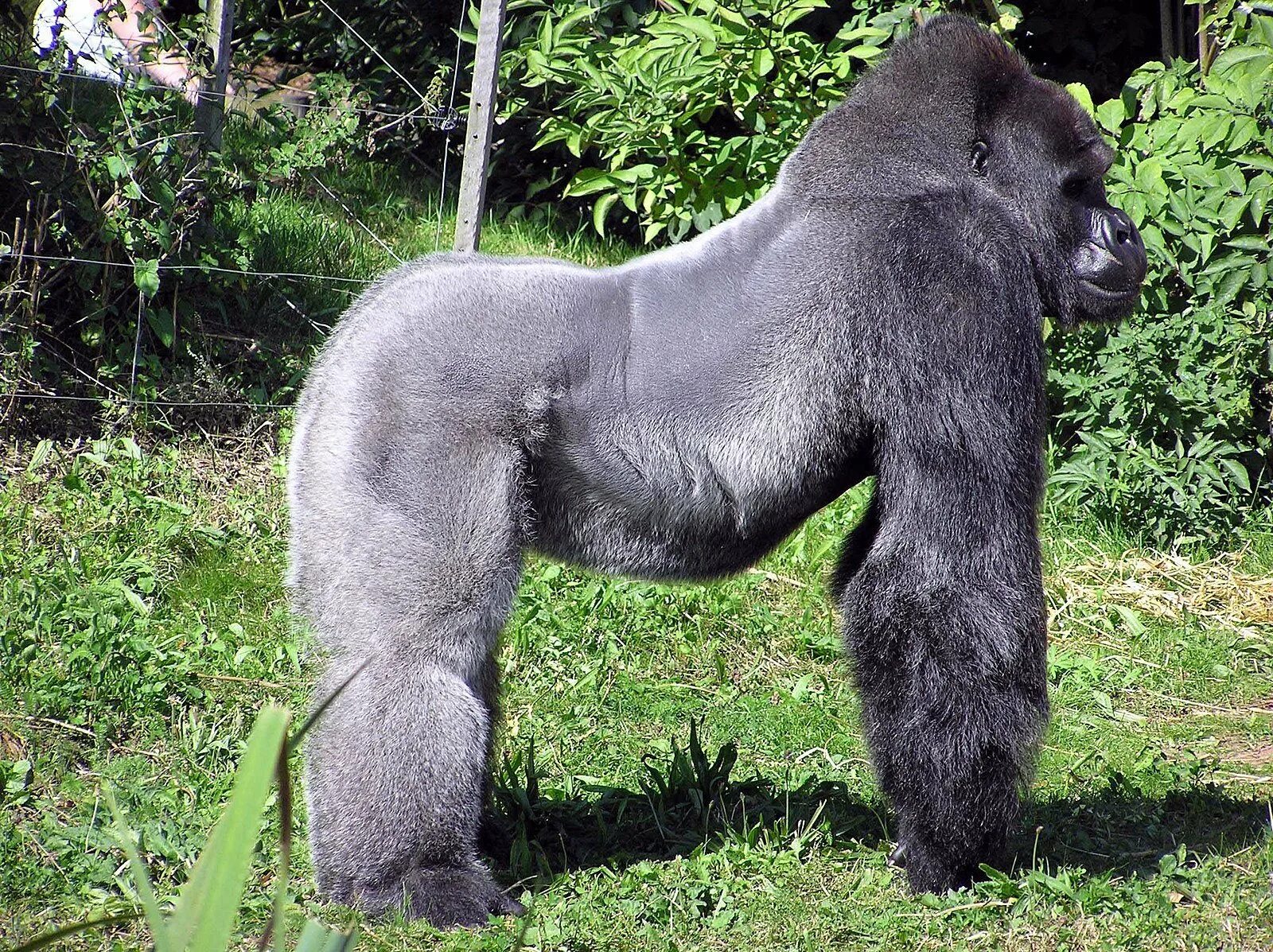 Горилла, самец. Горилла Грауэра. Горная горилла. Самая большая горилла.