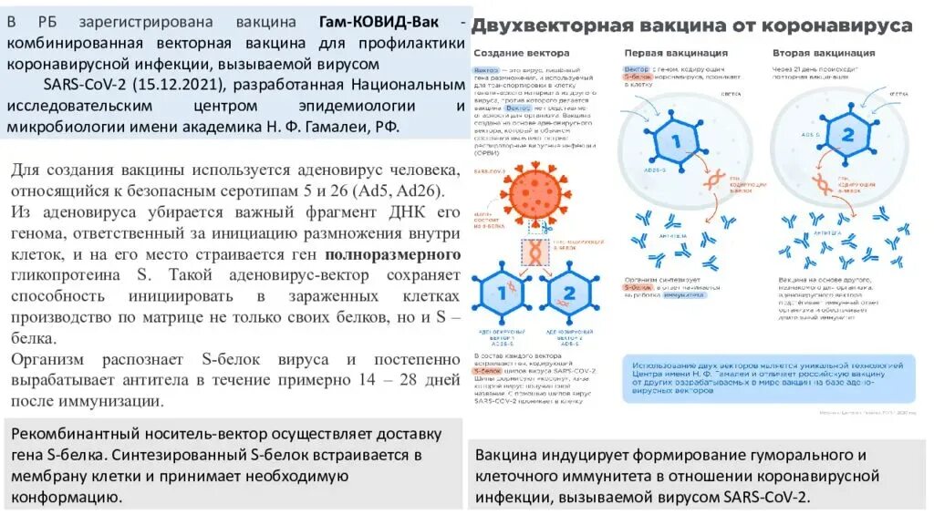 Вакцина содержит вирус. Гам-ковид-ВАК схема вакцинации. Схема действия вакцины. Вакцины для профилактики коронавирусной инфекции. Векторные вакцины строение.