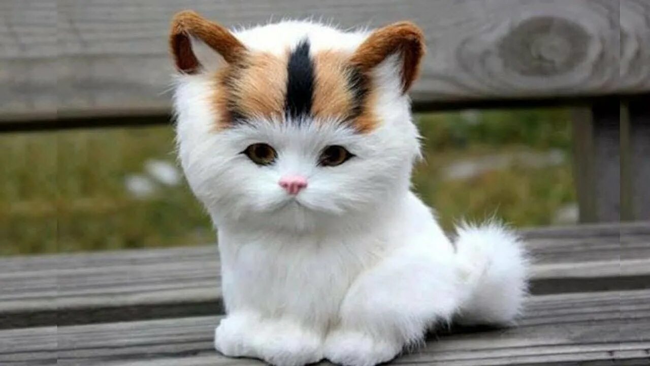 Милый котенок. Милые котятки. Самые милые котята. Шотландская вислоухая калико. Самую милую фотографию котика.
