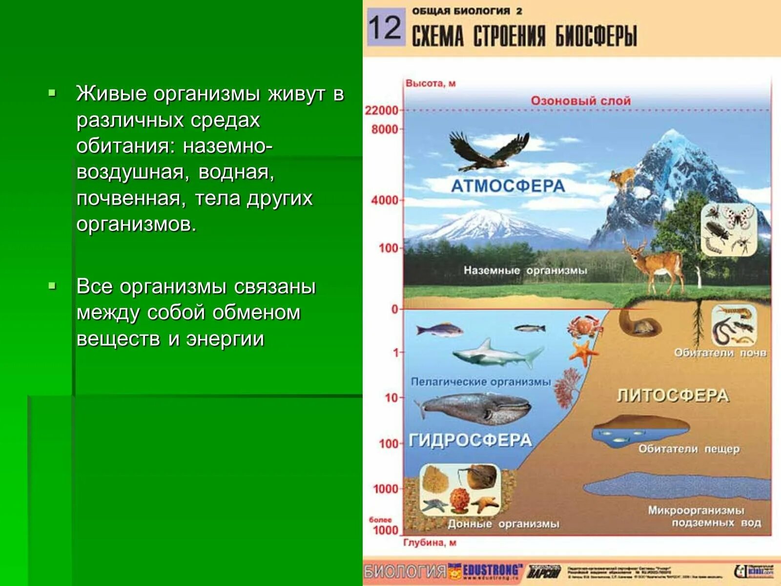 Оболочка в которой существуют живые организмы. Среды обитания живых организмов. Строение биосферы. Среды обитания биосферы. Обитатели биосферы.