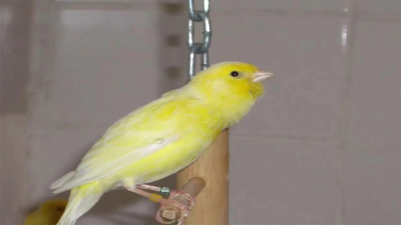 чубатый кенар поет?. канарейка куйлаши. канарейка поет. русский кенарь. пение лучших кенаров слушать.