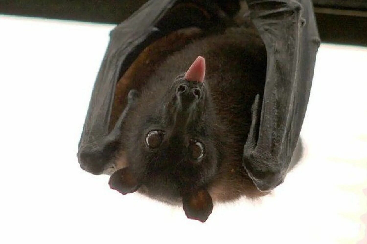 Летучая мышь ковид. Вирус корро от летучих мышей. Летучая мышь коронавирус. Бешенство у летучих мышей. Летучая мышь.