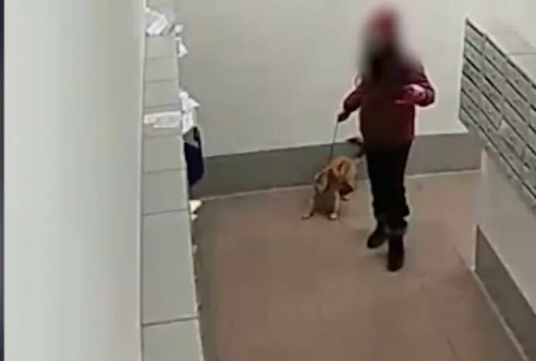 Девочка живодерка из челябинска. Собака убитой девочки. Девочка сбросила собаку. Собака убитой девочки. Девочка расчленила котенка.