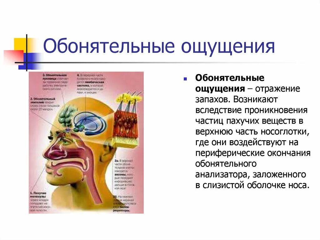 Часто ли при коммуникациях используются обонятельный вкусовой. Обонятельные ощущения. Обонятельные ощущения в психологии. Обонятельное восприятие. Обонятельные и вкусовые ощущения.