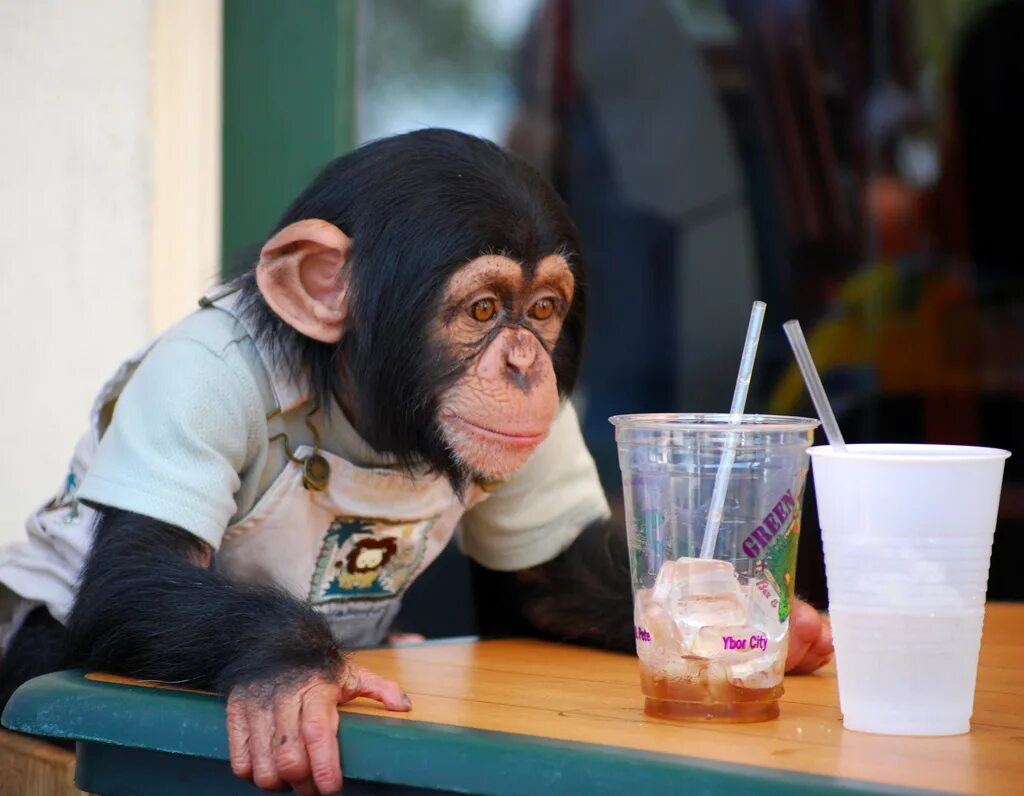 Забавный шимпанзе как правильно