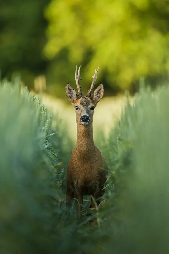 Косуля мужик. Косуля мужик. Косуля сибирская (capreolus pygargus pall. Косуля с полосками. Сибирская косуля capreolus pygargus.