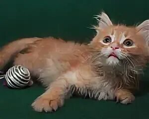 Рыжик Солнечный котенок. Рыжий румяный котенок.
