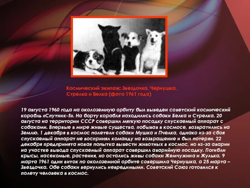 19 августа 1960. Белка стрелка Чернушка и Звездочка. Собаки-космонавты Звездочка Чернушка стрелка и белка. Белка и стрелка 19 августа 1960 года. Космический корабль Спутник 5 белка и стрелка.